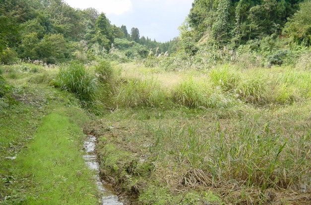 paddy field as of 2006 May